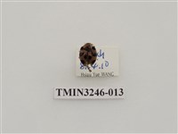 藏品(瓜茄瓢蟲)的圖片